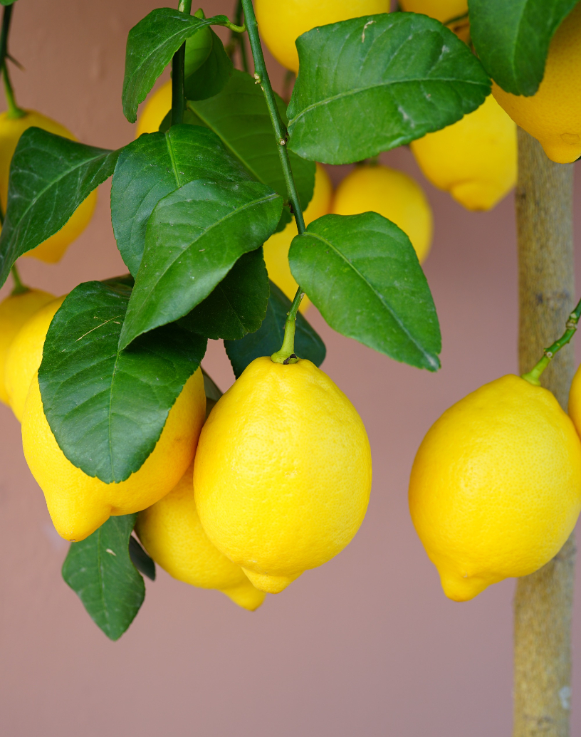 Pianta di limoni