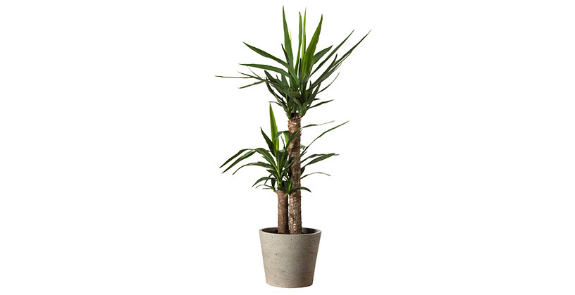 Yucca 2