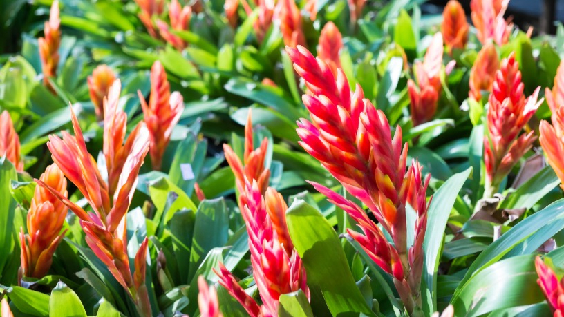 Bromelia 2
