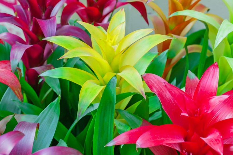 Bromelia 3