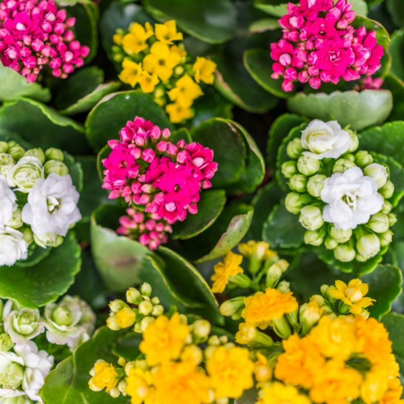 Kalanchoe 2